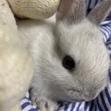 かわいい子うさぎちゃん