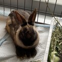 元気なうさぎくん
