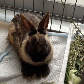 元気なうさぎくん