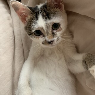 愛嬌たっぷりのステラちゃん