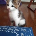三毛猫、キトンブルー、生後約1ヶ月