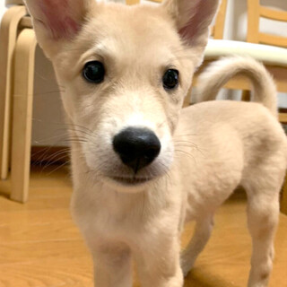 mix♂「シトリンくん」