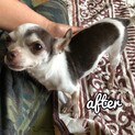 スムースチワワ オス 8歳