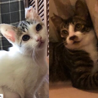 市川市・お目目の大きなあまえんぼうのきじしろペア