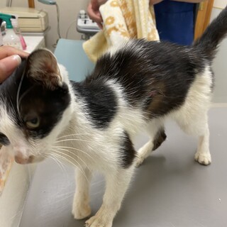 キャリア持ちの猫ちゃんのお友達にどうですか？