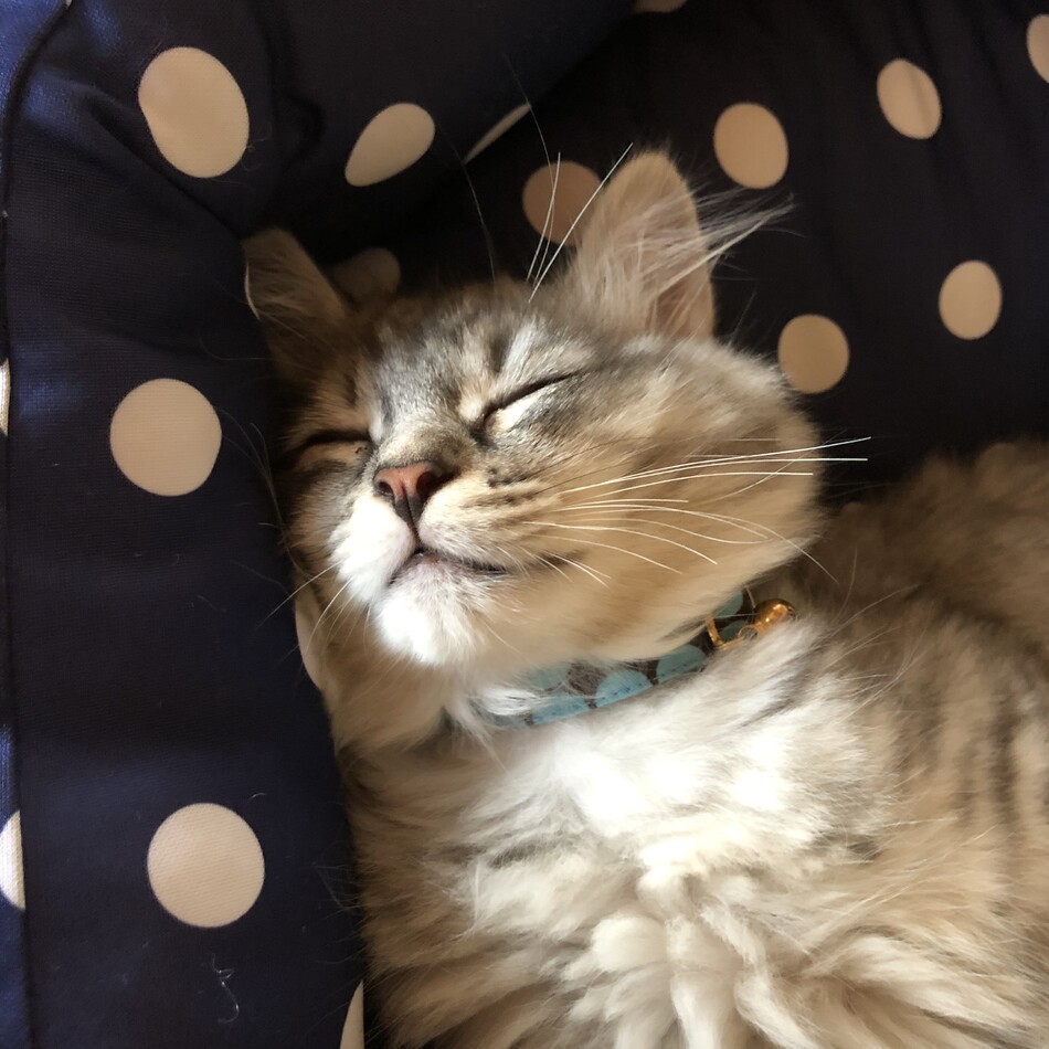 うりのカバー写真