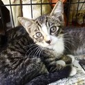 パッチリお目々の子猫です♪