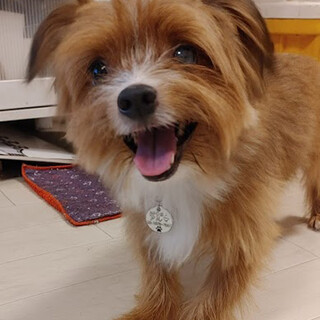 ※募集一時停止※チワワxヨーキーmix♂推定3歳