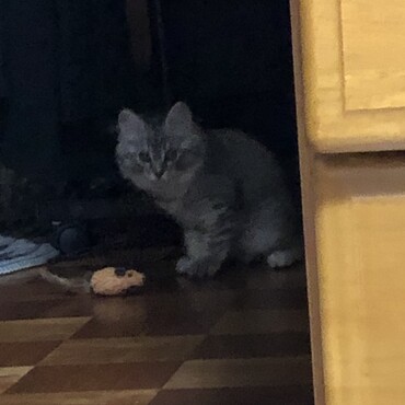 脱走し暗闇でねずみちゃん