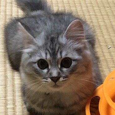 早く遊びたいにゃ