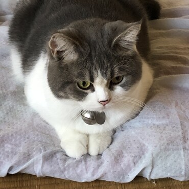 ダイエットしなくちゃ