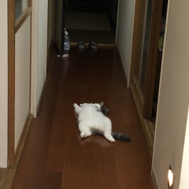 なんか落ちてます