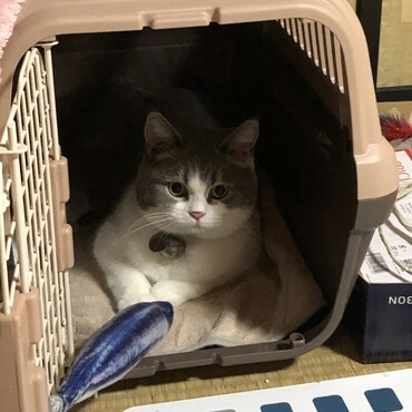 たまにキャリーに入ってみようかしら