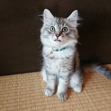 おじー撮影②舌でてます（笑）