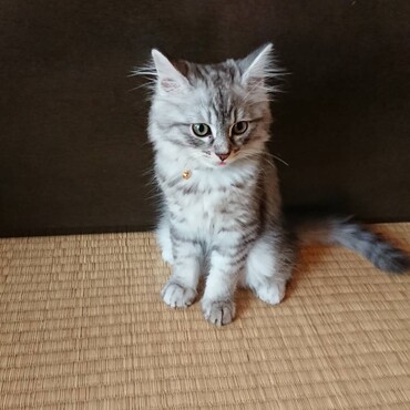 おじー撮影④