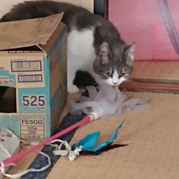 パトロール中