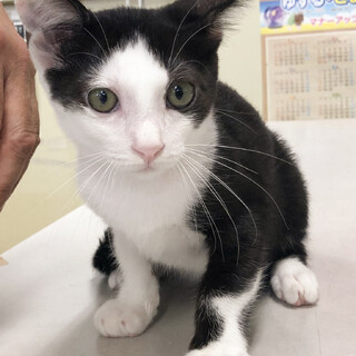 人懐っこく綺麗なハチワレ左肩黒男子★長助