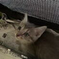 おとなしいグレーの子猫ちゃんの里親探しています