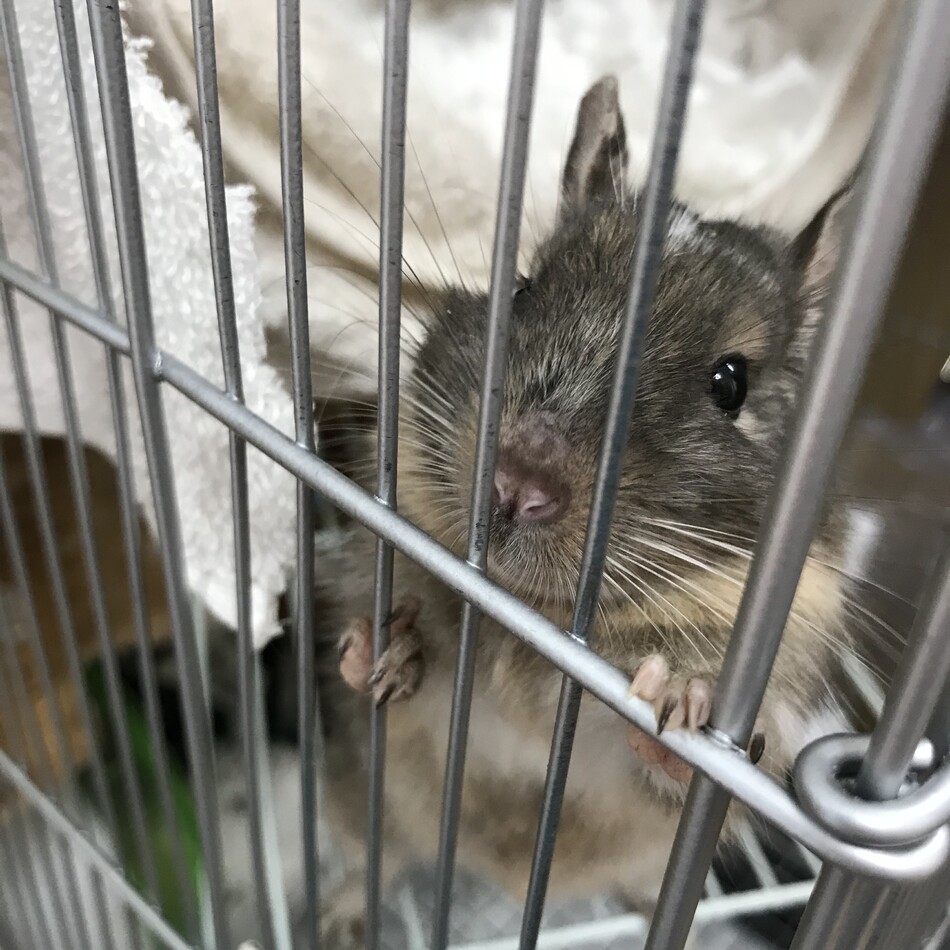 デグーのカバー写真