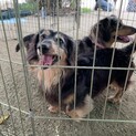 ブラックタン♂お利口さんで活発です♡