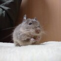 デグー♀里親募集