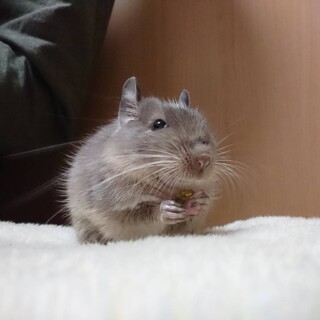 デグー♀里親募集