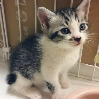 おとなしくて甘えん坊の子猫です=^_^=