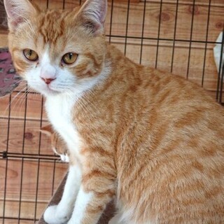 スコティッシュフォールドの隆之助くん