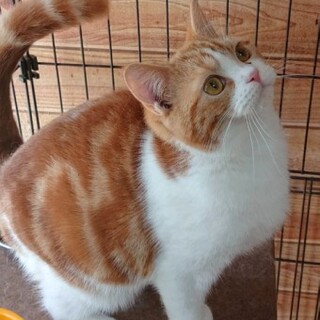 スコティッシュフォールドの竜童くん