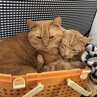 ウーキー