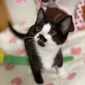 ★子猫2ヶ月半★ハチワレ兄妹オスメス★ペア★
