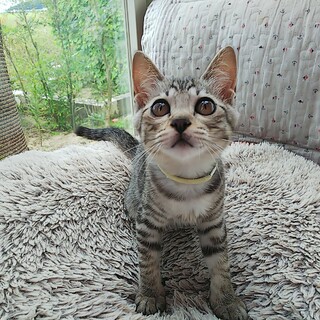 怖がりさんで可愛い女の子です