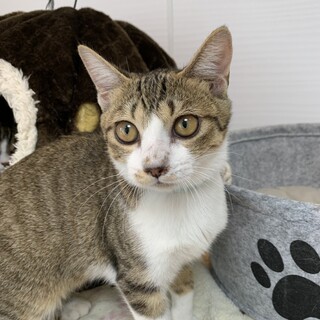 【小平市】甘え上手な美猫のエマちゃん