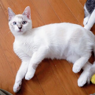 10/18西千葉☆シャム風美少女♡ゆきちゃん