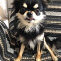 チワワ トイプードル 2歳