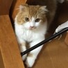 スコティッシュフォールドのアズくん サムネイル2