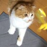 スコティッシュフォールドのアズくん サムネイル3