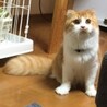 スコティッシュフォールドのアズくん サムネイル4