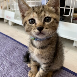 【小平市】おチビなキジのビオレちゃん