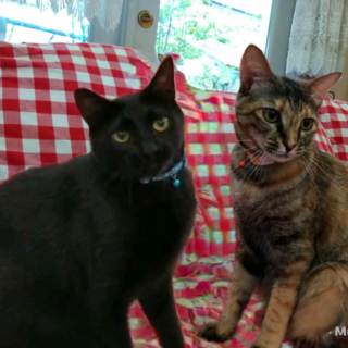 まったり仲良し兄妹☆２匹一緒に♪