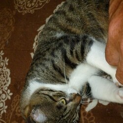 毎日のブラッシング