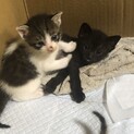 可愛い8匹。オス5匹メス3匹