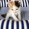 里親さん決まりました( ᵕᴗᵕ )