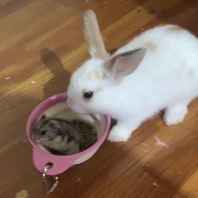 レティンのカバー写真