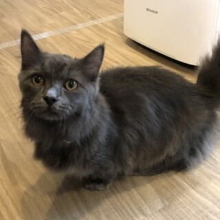 ミヌエットのグリくん