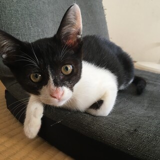 【譲渡決定】元気で甘えん坊な白黒ネコ