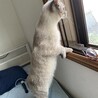 もーーも