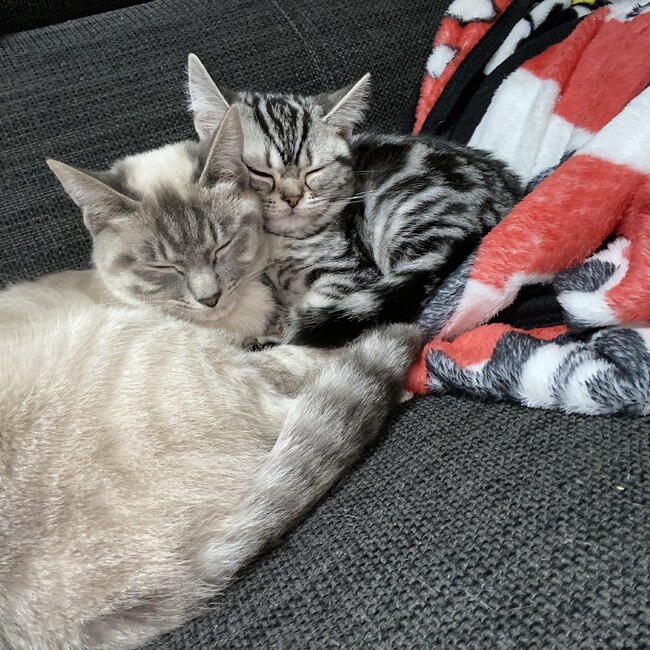 もーーものカバー写真