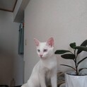 美猫シロちゃん
