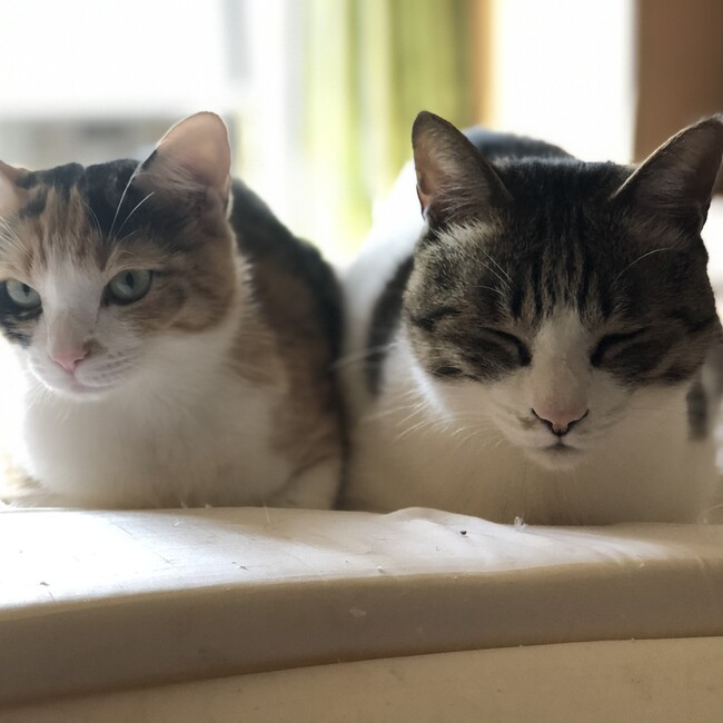 ぴりちょってのカバー写真
